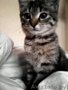 Отдам в хорошие,  добрые руки котёнка. #101385