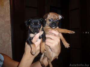 Щенки русского той-терьера, мини и стандарт. #100736