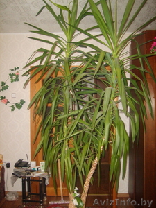 Продам Юкку 8(029)7057556 #92735