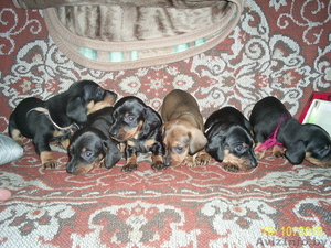 Продам щенков стандартной таксы #96972