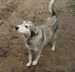 Ласковая девочка,  похожая на лайку ищет хозяина #88563