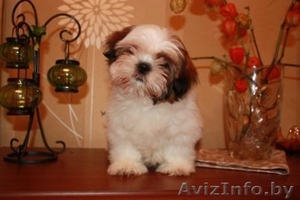Продаются щенки ши-тцу! #90770