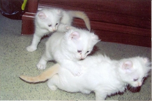 Продаются котята породы американский керл #93458