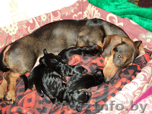 Продаются щенки таксы #99930