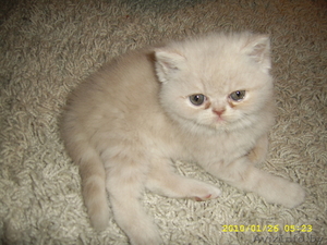 котята экзотической короткошерстой породы #98078