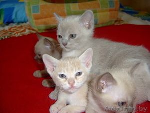 Котята Европейской бурмы #90198
