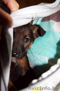 Замечательные щенки в добрые руки,  возраст 2 месяца #88091