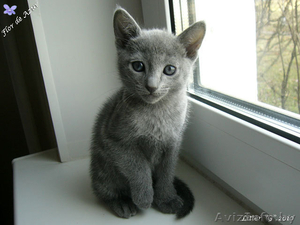Русские голубые котята #104502