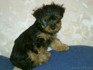Продам щенка йоркширского терьера #105292