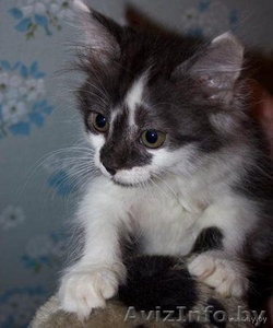Чудесные маленькие котята в дар #105671
