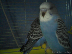 Волнистых попугаев 2 продам... девочки #117972