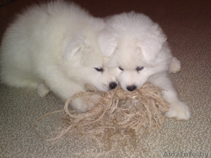 Самоед (Самоедская собака) #110316