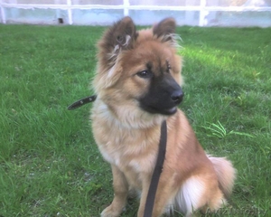 вязка собаки приглашает девочка #106215