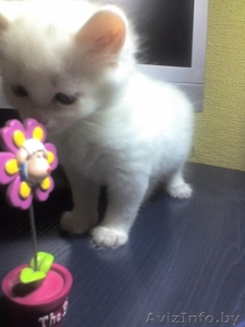 шикарные ангорские котята 1, 5 месяца, приучены к туалету, за символическую плату #110679