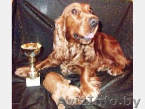 Английский кокер спаниель щеночки!!!!!!!!! #105144