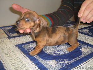 Таксы карликовой редкого коричнево - мраморного окраса щенки. #110441