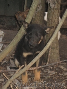 Щенки ищут дом, спасите их жизнь! #110558