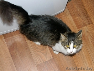 =====> Кот Тима ищет новых хоязев!!!!!! #105689