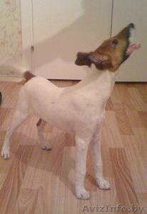 фокстерьер гладкошерстный #117644