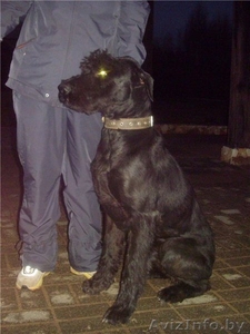 Ризеншнауцер в дар. #119396