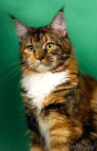 Домашняя рысь - Мейн-кун! #111850