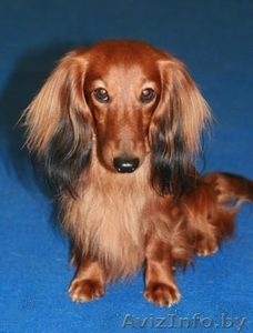 Щенки карликовой длинношерстной таксы. #118359