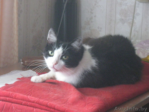 Отдам кошку в заботливые ответственные руки #107779