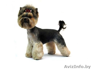 Профессиональная стрижка собак. #116432