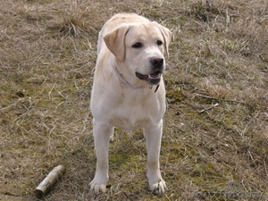 Предлагаеться для вязки #108493