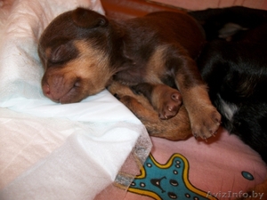 Продаю щенка той-терьера #115940