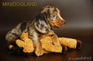 щенки таксы кроличей и миниатюрной д-ш и г-ш разл окрасы #105466