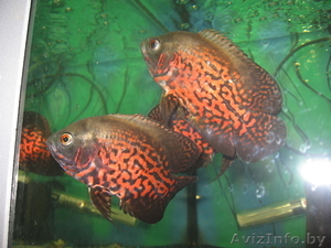 Астонотус 3 штуки #108472