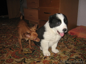 Продам щенка средне-азиатской овчарки #118627