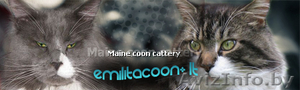котята мейн кун #114162