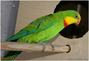 Продам попугая, недорого #103939