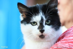 Боник - котенок-интеллигент с роскошными усами #108535