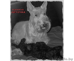 щенки скотч-терьера #109521