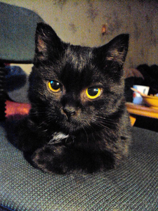 Котенок (девочка) в дар!!!!!!!!!!! #110375