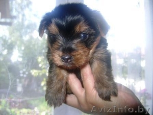 Йоркширский терьер (щенок) #103673