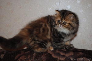Продается очаровательная персидская кошечка #109594