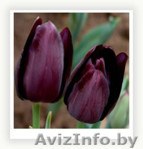 Продажа тюльпанов,  лилий,  геоцинтов,  крокусов в Беларуси оптом и в розницу. #111180