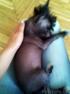 Ищу мальчика китайской хохлатой #104110