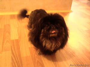 Пекинес мальчик. Шикарный,  любвиобильный,  чёрный пекинес ищет подружку для вязки #113582
