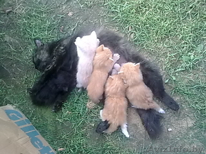 Пушистые,  весёлые котята хорошим людям!!! #105342