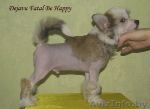 Китайская хохлатая собака - щенки! #116006