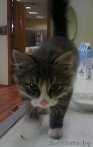 Котенок в дар. Срочно. #107942