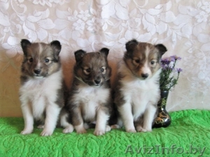 Шелти щенки рыжего окраса #115926