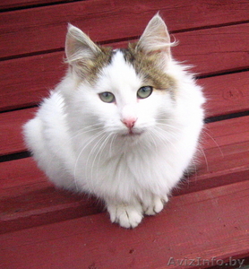 Котята хотят в добрые руки #104096