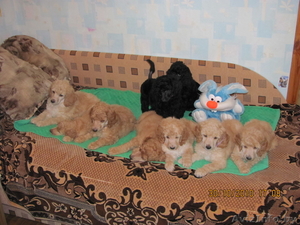 Продаются щенки большого пуделя #105580