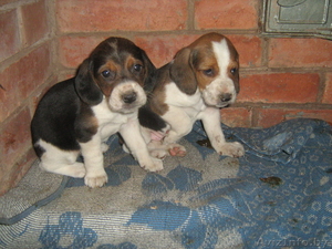 Продам щенков эстонской гончей.(кабель и сука) #119297